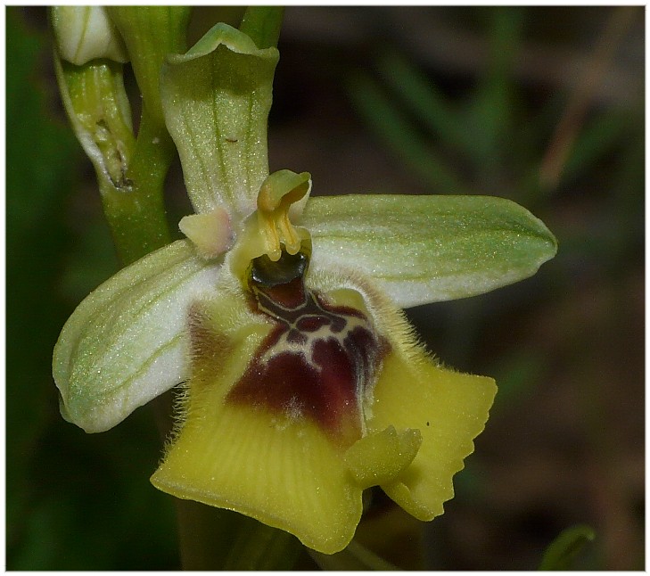 Ophrys lacaitae(con lusus)